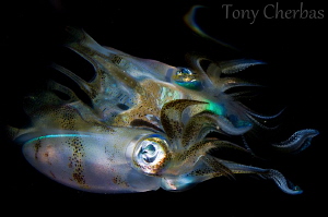 Squid to Dissolve by Tony Cherbas 